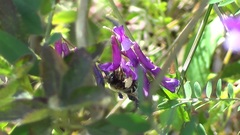 Eucera
