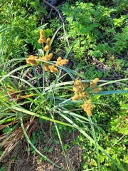 Cyperus ligularis