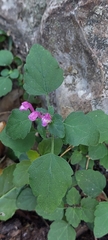 Scutellaria seleriana