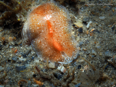 Eurylepta aurantiaca
