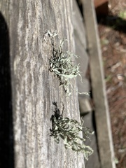 Ramalina canariensis
