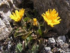 Crepis rhaetica