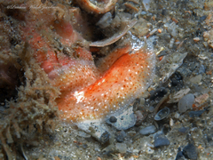 Eurylepta aurantiaca