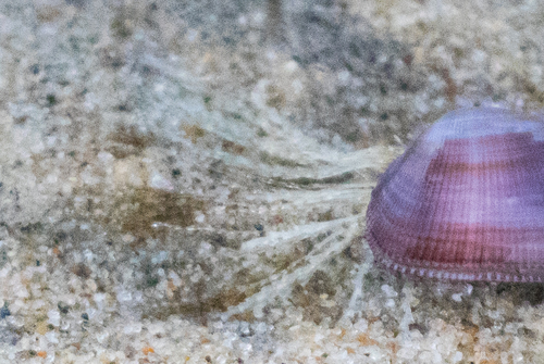 photo of Bean Clam  Hydroid (Eucheilota bakeri)