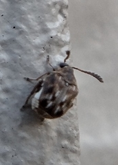 Megacerus cubiculus