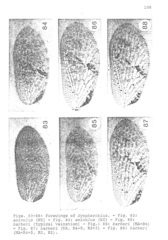Sympherobius barberi