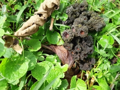 Leptogium phyllocarpum