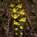 Erycina hyalinobulbon - Photo (c) Carlos ruizz,  זכויות יוצרים חלקיות (CC BY-NC), הועלה על ידי Carlos ruizz