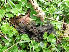 Leptogium phyllocarpum