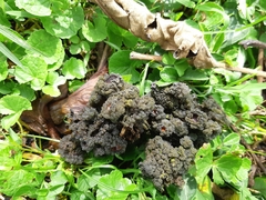 Leptogium phyllocarpum