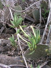 Ipomoea habeliana