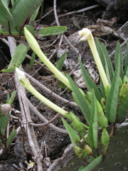 Ipomoea habeliana