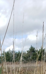 Bothriochloa longipaniculata