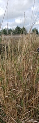 Bothriochloa longipaniculata