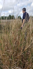 Bothriochloa longipaniculata