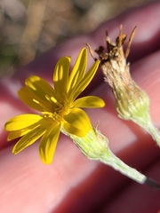 Pityopsis aequilifolia image