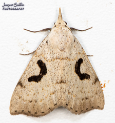 Herminodes concatenalis