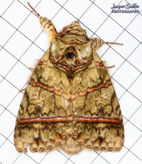 Eragisa antarorum