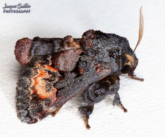 Euphobetron cupreitincta