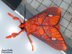 Ernassa sanguinolenta