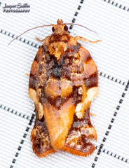 Argyrotaenia citharexylana