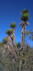 Yucca periculosa