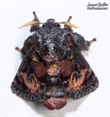 Euphobetron cupreitincta