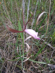 Cleistesiopsis oricamporum