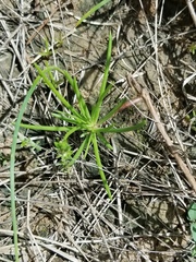 Phemeranthus parviflorus