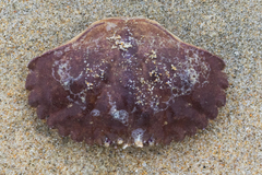 Metacarcinus