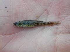 Etheostoma gracile