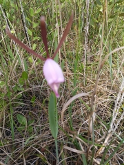 Cleistesiopsis oricamporum