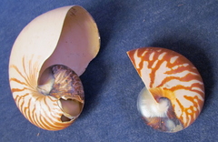 Nautilus pompilius
