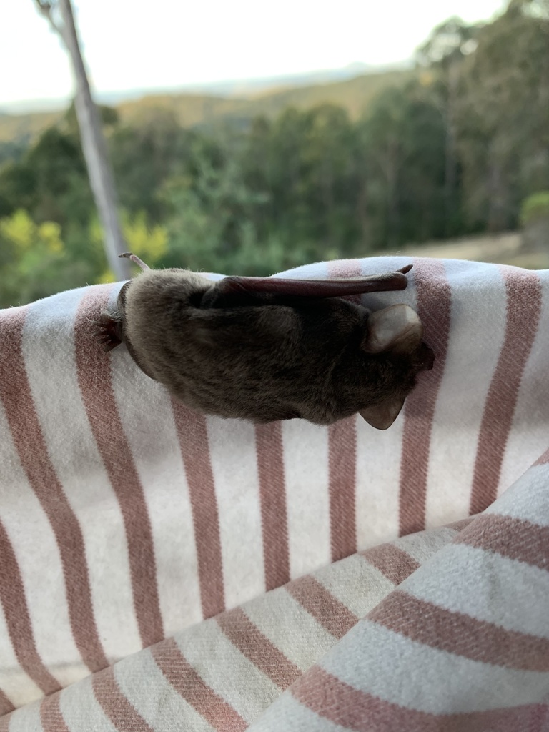 Ride’s Free-tailed Bat