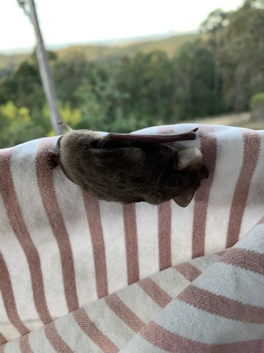 Ride’s Free-tailed Bat
