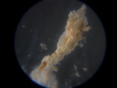 Cibicidoides variabilis