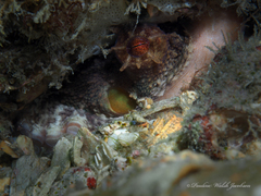 Octopus americanus