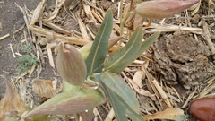 Asclepias glaucescens