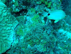 Hypoplectrus unicolor