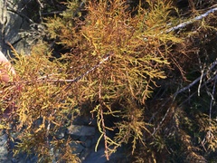 Tamarix parviflora