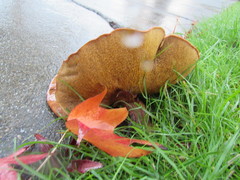 Suillus