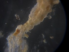 Cibicidoides variabilis