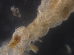 Cibicidoides variabilis