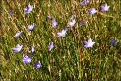 Wahlenbergia multicaulis
