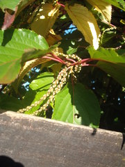 Stachyurus