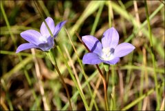 Wahlenbergia multicaulis
