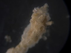 Cibicidoides variabilis