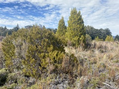 Halocarpus