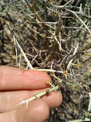 Menodora spinescens mohavensis