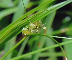 Carex bonariensis